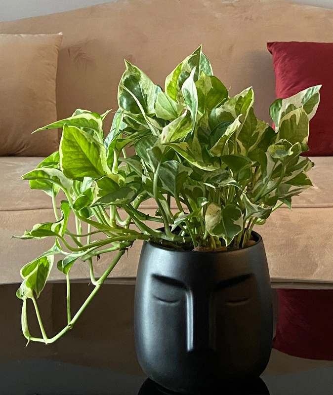 Trầu bà cẩm thạch variegated