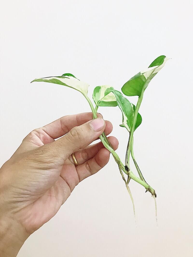 Nhân giống trầu bà bằng cách cắt cành và giâm nước