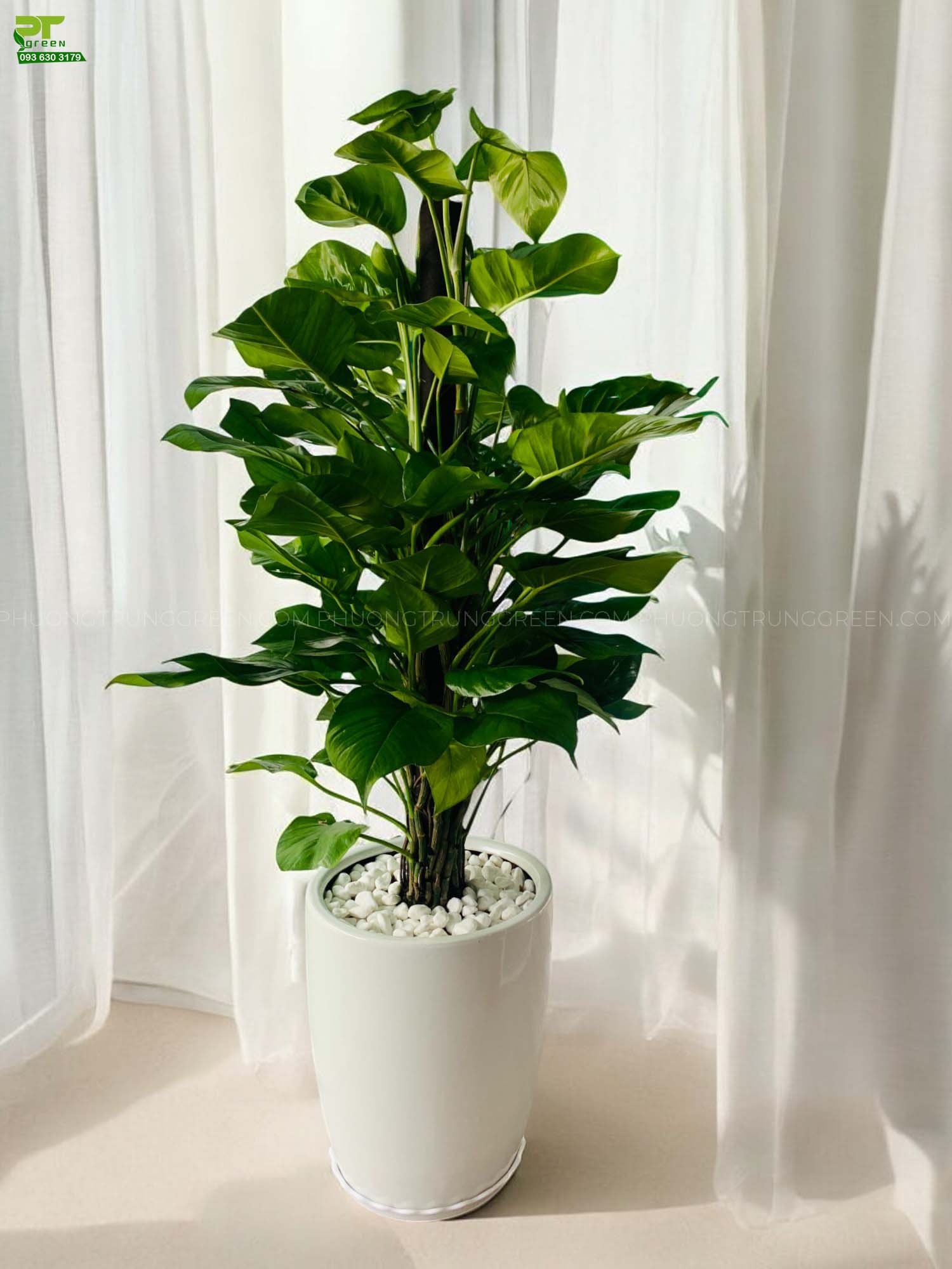 Trầu bà leo cọc xơ dừa moss pole