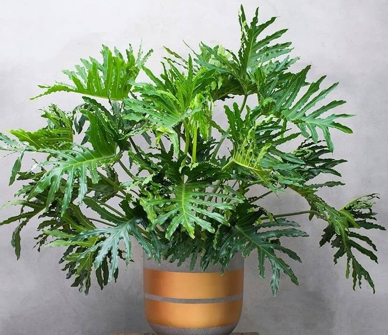 Trầu bà lá xẻ Monstera