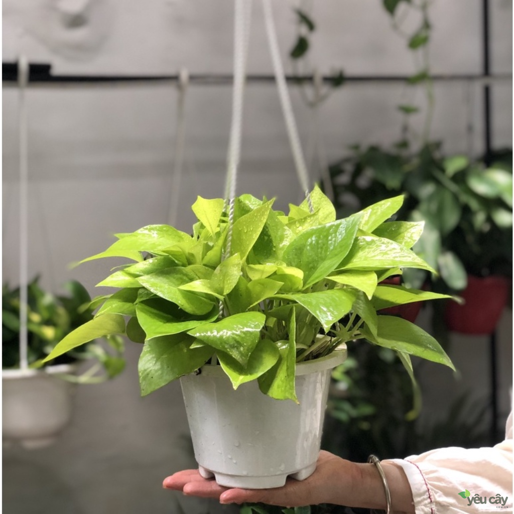 Cây trầu bà trồng chậu treo trong nhà